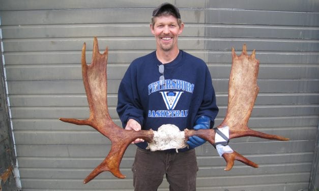 78 moose taken in Southeast hunt by week three