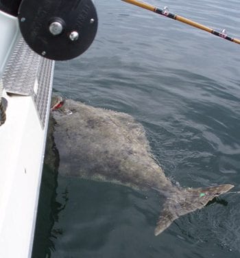 Proposed change could help charter halibut clients in lean years