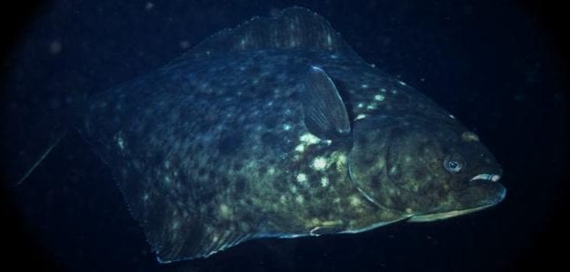 Halibut numbers could drop