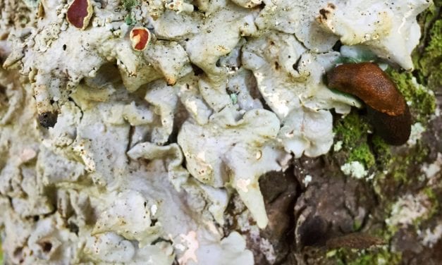 Rare lichen identified on rain forest fringe in Southeast Alaska