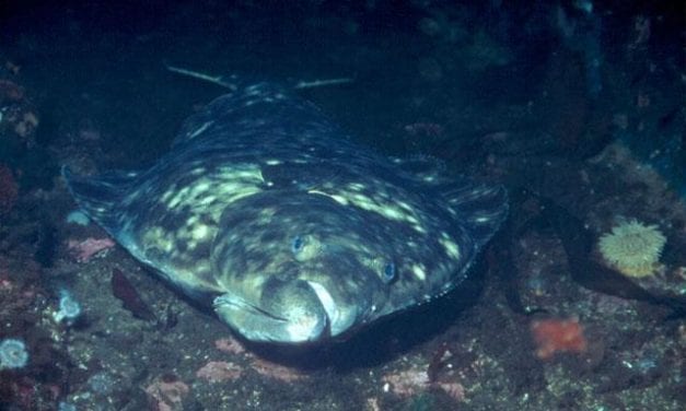 Halibut commission disagrees on catch cuts