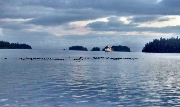 Southeast fishermen seek relief from expanding sea otter population