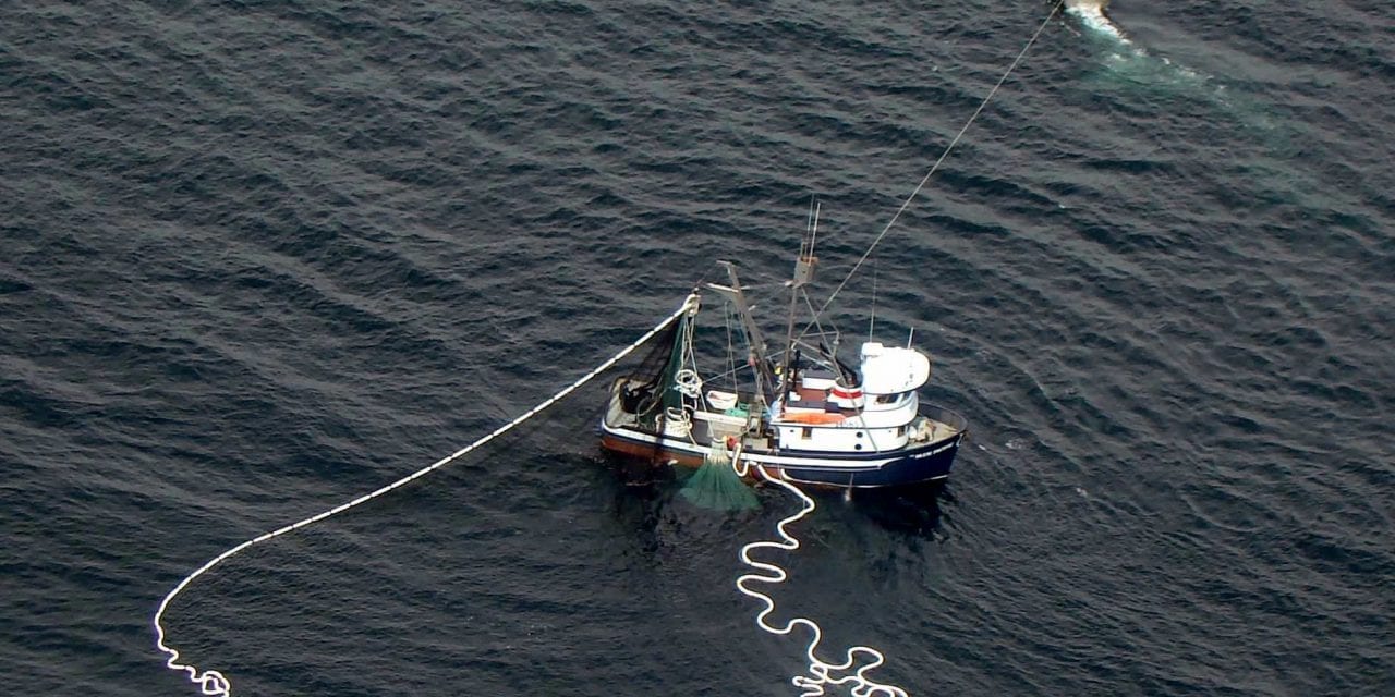 Southeast Alaska squid fishery shot down