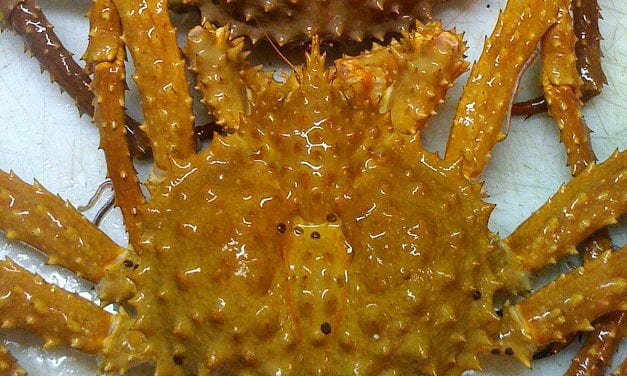 Golden king crab commercial fishery to close in North Stephens Passage