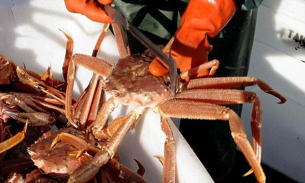 Southeast Tanner crab fishery looks promising while Golden King fishery sees more reductions