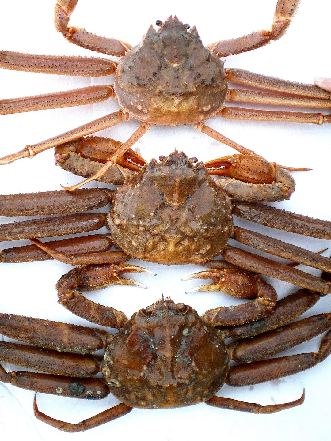 Southeast Tanner crab fishery looks promising while Golden King fishery