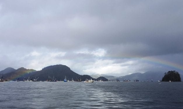 Sitka Sound herring fishery goes on notice