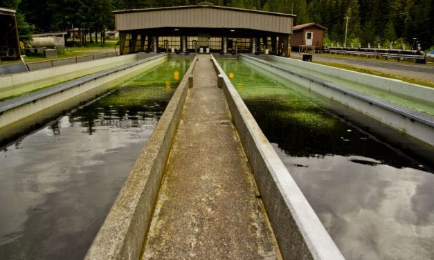 Proposed capital budget includes money for hatchery near Petersburg