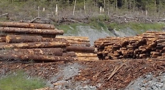 Petersburg assembly may consider resolution on timber sale losses