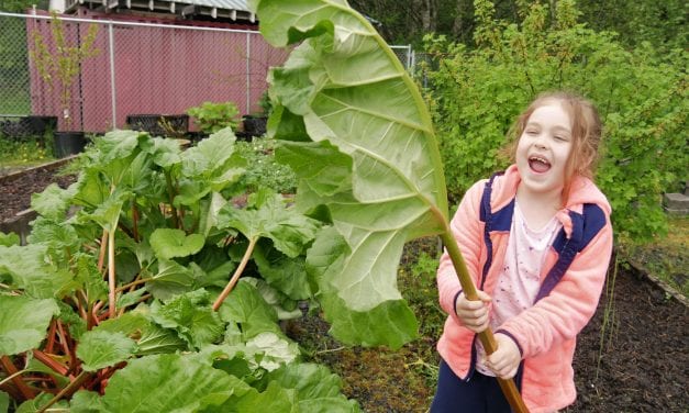 Sprouts grows gardeners in Petersburg youth