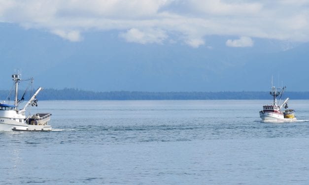 Southeast pink salmon catches trickling in