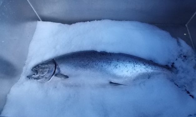 King catches better in Southeast’s second summer troll opening