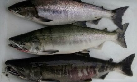B.C. loses ‘sustainability certificate’ for Pacific salmon