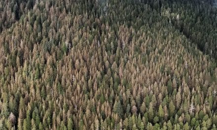 Southeast Alaska’s forest yellows from an insect outbreak