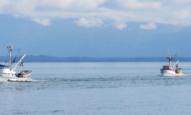 Southeast pink salmon catch lowest in over four decades