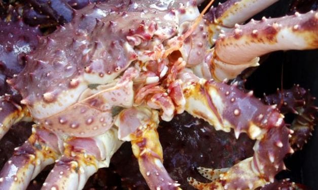 Southeast’s commercial red king crab fishery won’t open in 2018