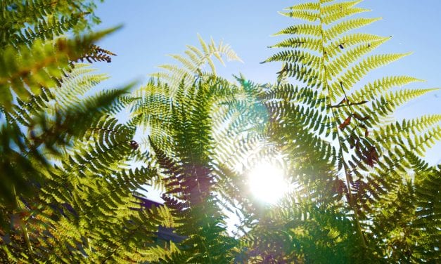 Southeast’s dry weather brings record highs and lows