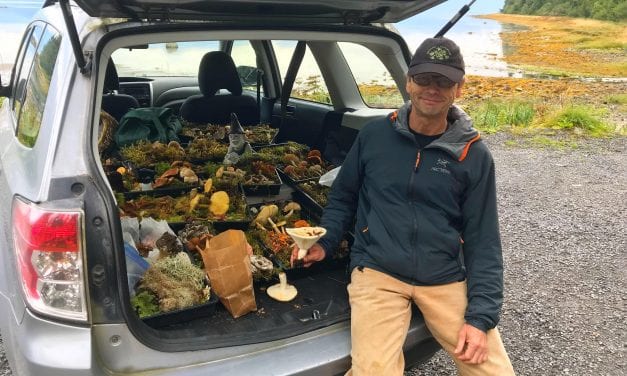 Seeing the fungi for the trees