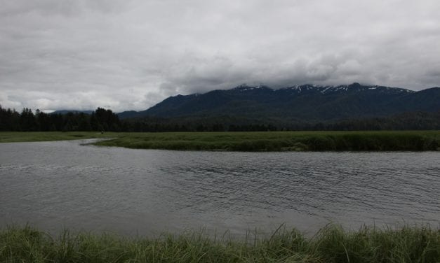 Fish and Game review recommends hatchery stray research in Farragut River