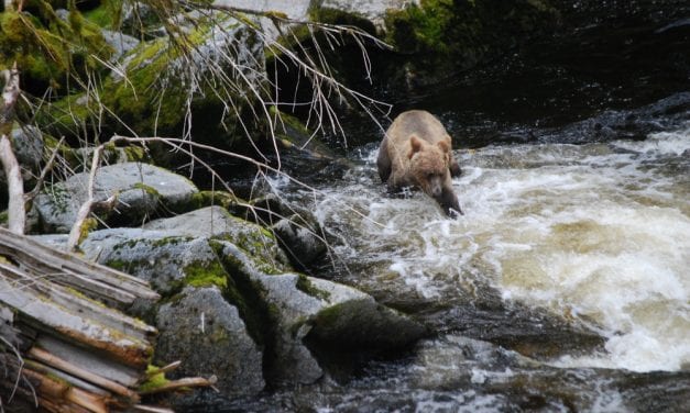 Forest Service holds meetings on bear hunting, viewing on Tongass