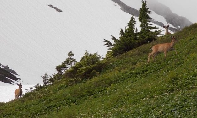 Appeals court rules on decade-old challenge of four Tongass timber sales
