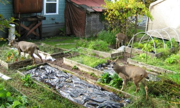 Petersburg committee supports extending local deer hunt seasons