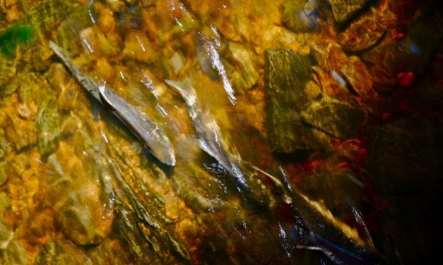 Understanding salmon management subject of science talk