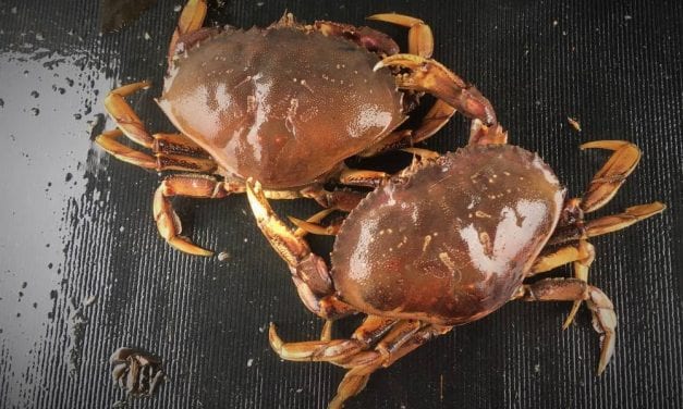 2018 Dungeness crab fisheries in Southeast Alaska best in years