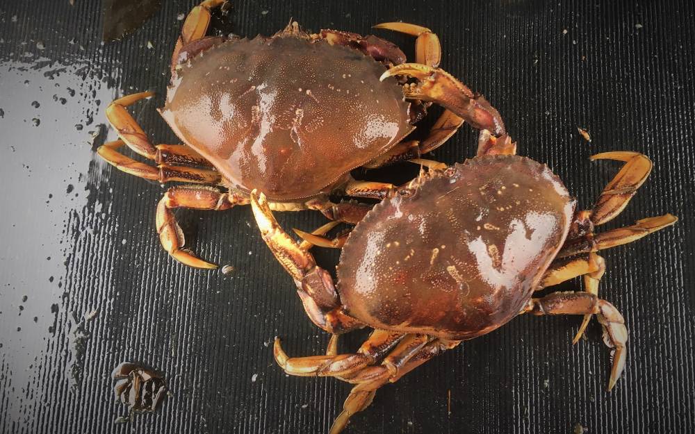 2018 Dungeness crab fisheries in Southeast Alaska in years - KFSK