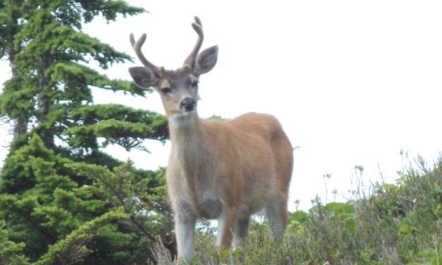 State board approves longer deer season around Petersburg