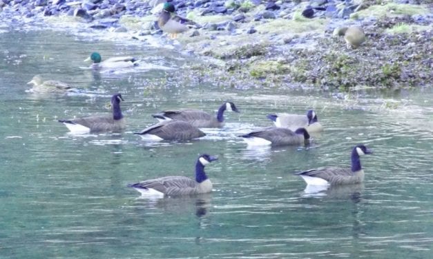 Game board votes for alternating bird hunting seasons