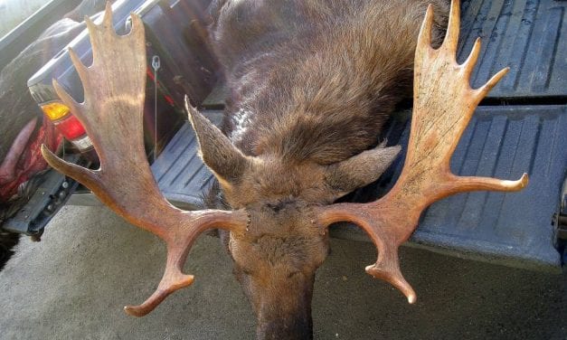 Board votes down change to moose hunt season in Southeast