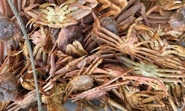 Managers expect good Tanner and poor golden king commercial crab fisheries