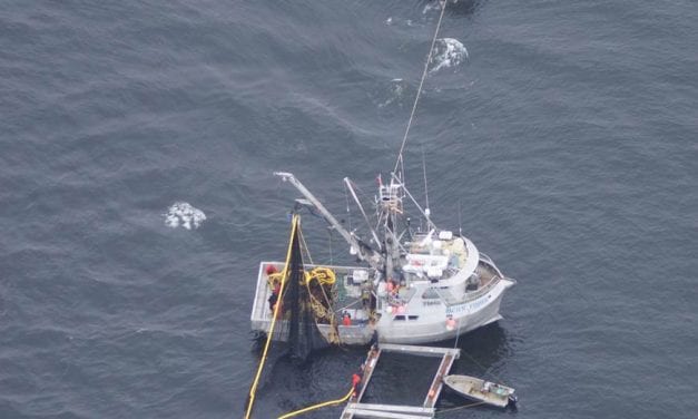 Strong herring kelp fishery gearing up near Prince of Wales