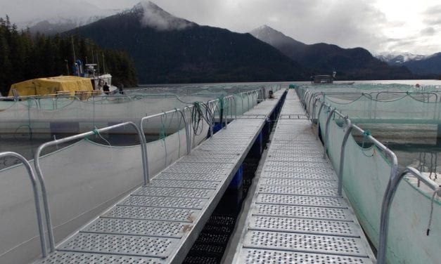 Board of Fish discusses impacts of hatchery salmon