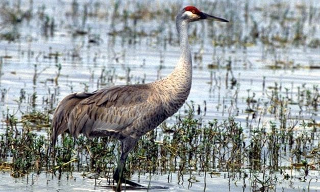 Sandhill cranes featured in Stikine River Birding Festival