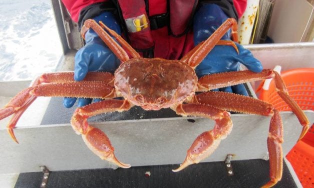 Southeast Tanner crab harvest worth $4.2 million
