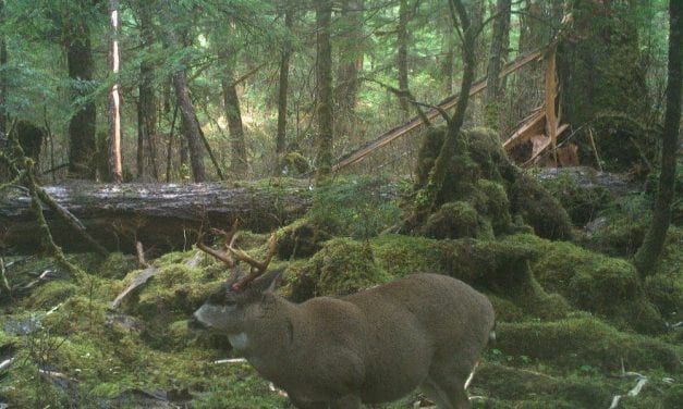 Pilot study of black-tailed deer underway near Petersburg