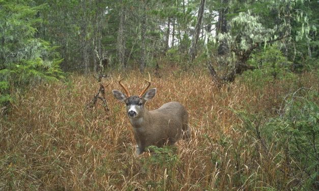 Expanded deer hunt opens near Petersburg
