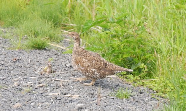 Bird hunting class comes to Petersburg