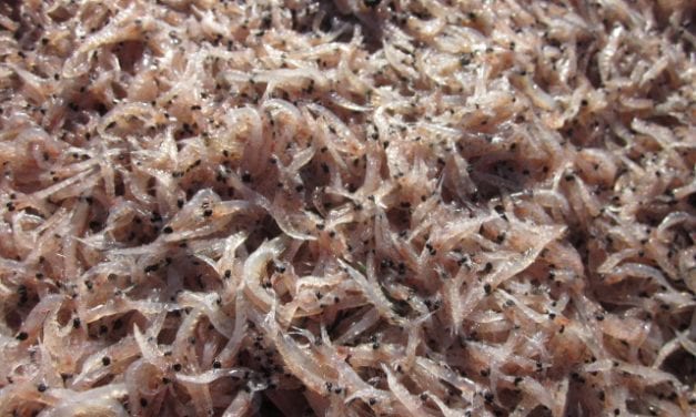 Springtime brings krill to beaches, waters near Petersburg