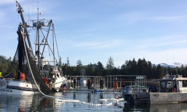 Spawn on kelp fishery wrapping up near Craig