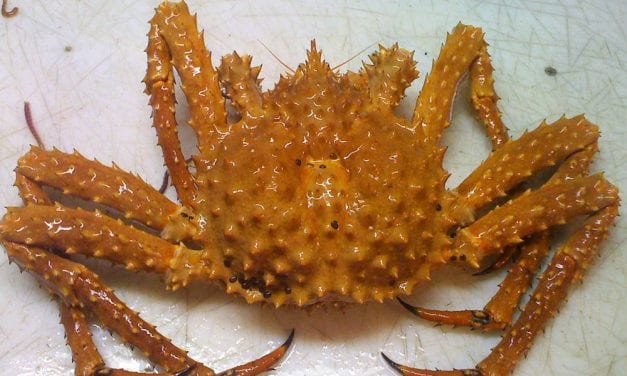 Southeast Alaska’s golden king crab fishery sees another low harvest