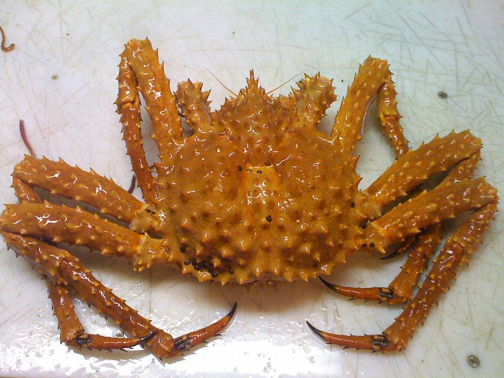 Southeast Alaska's golden king crab fishery sees another low harvest - KFSK