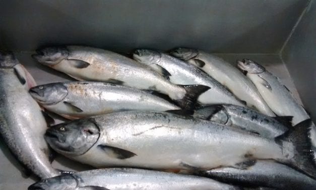 King salmon numbers mean more conservation for 2019