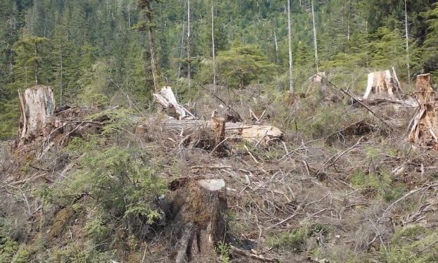 Assembly sends another letter for Tongass timber sale information