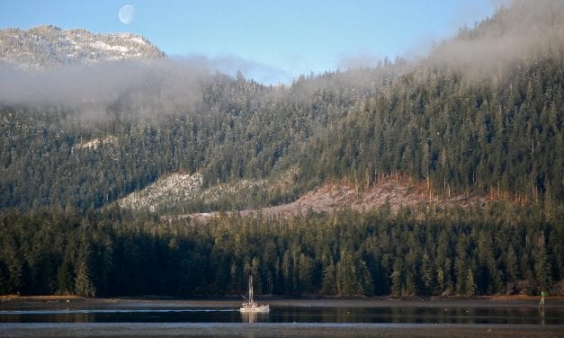Forest Service chief: agency auditing Alaska region timber program
