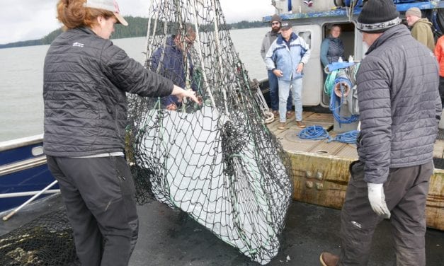 Ice berg harvest a new tradition for Little Norway Festival