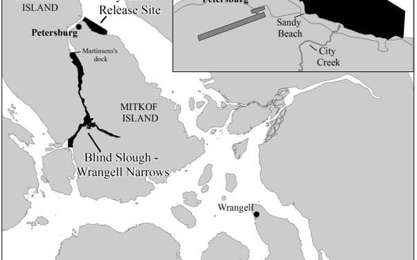 Sport fishing for hatchery king salmon fishing opens June 1st