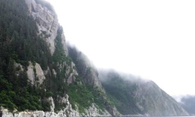 Young king salmon boosting counts on Taku River